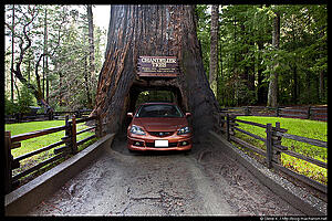 Spring Break Drive, N Ca, Or, Wa-1lscgrl.jpg