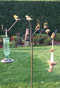 Feeding the Birds-photo998.jpg