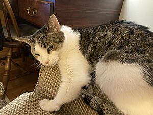 Show us Your Pet II-photo463.jpg