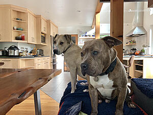 Show us Your Pet II-arrow-bodhi-kitchen.jpg