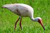 Odds and Ends Vintage Photos VIII-pink-tinted-ibis.jpg