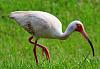 Odds and Ends Vintage Photos VIII-pink-ibis-hunting-lawn.jpg