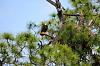 Odds and Ends Vintage Photos VIII-eagle-nest-s.jpg