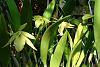 Gardening&#33; It&#39;s  good for you&#33;-multi-yellow-orchids-small.jpg