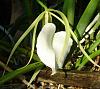 Gardening&#33; It&#39;s  good for you&#33;-white-orchid-close-small.jpg