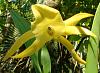 Gardening&#33; It&#39;s  good for you&#33;-yellowstar-orchid-close-1-small.jpg