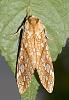 White Hickory Tussock caterpiller-220px-lophocampa_caryae.jpg