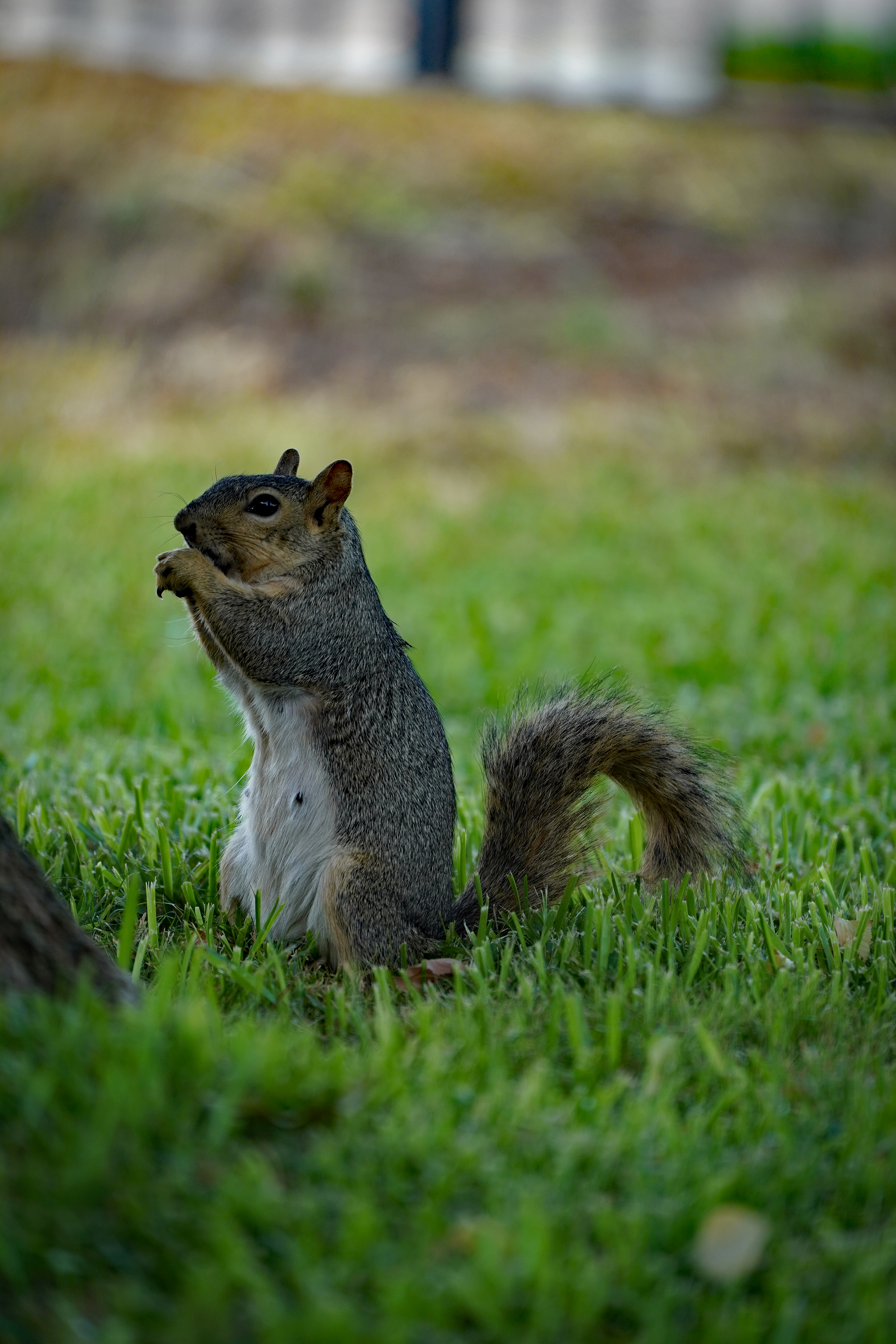 Name:  squirrel%207-13-17%202_zpsm8juaoer.jpg
Views: 325
Size:  13.44 MB