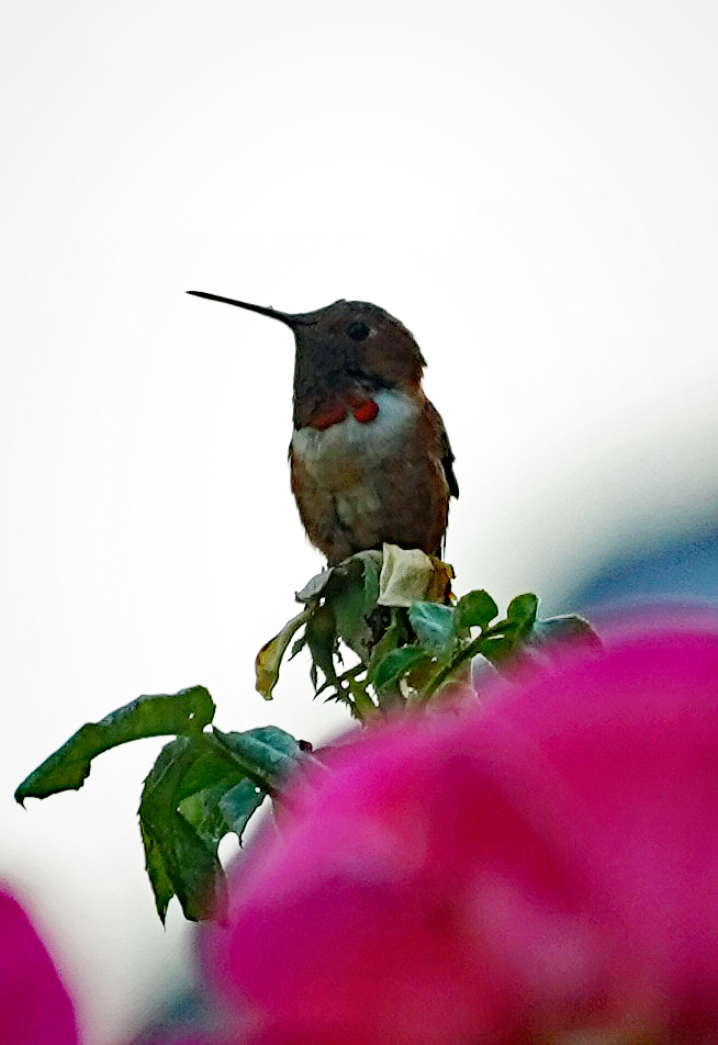 Name:  hummingbird%207-6-17_zps05lcucp4.jpg
Views: 283
Size:  379.2 KB