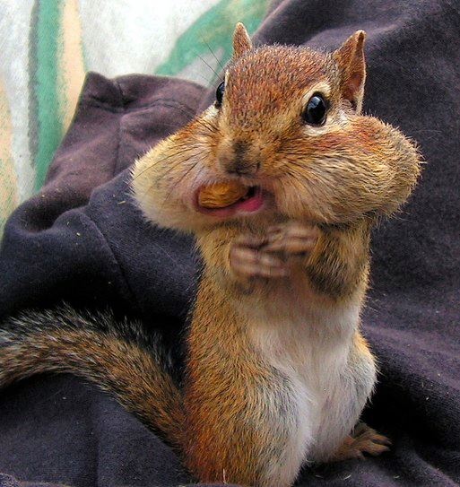 Name:  squirrel%20nuts_zpsxvcslcke.jpg
Views: 1122
Size:  131.2 KB