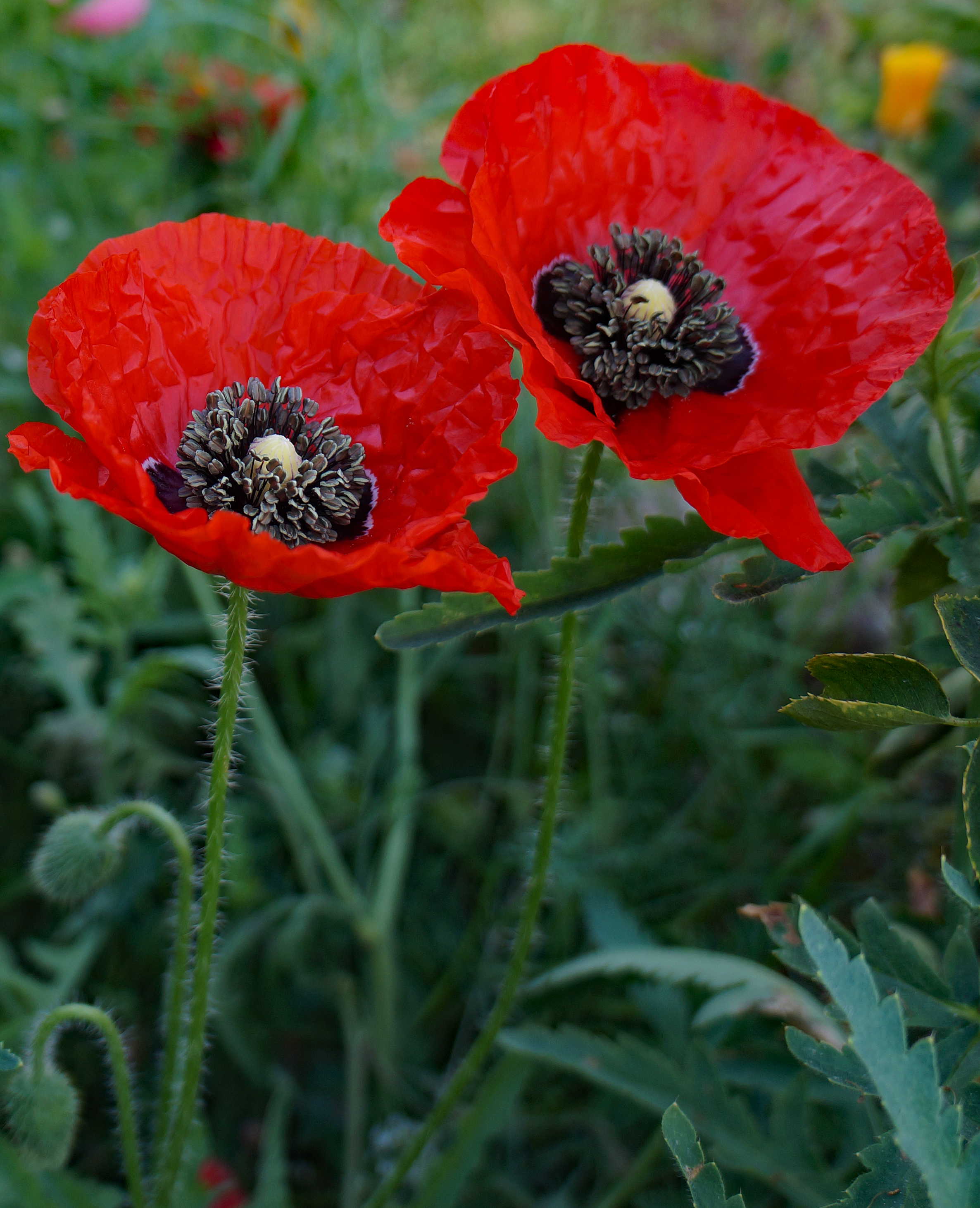 Name:  poppies_zpskblcgou6.jpg
Views: 12
Size:  4.67 MB